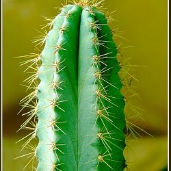 "Kaktus" - miniatura zdjęcia.