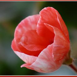 "Kwiat pelargonii" - miniatura zdjęcia.