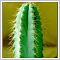 Miniaturka zdjęcia "Kaktus"