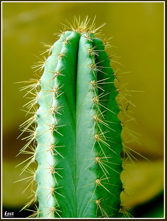Zdjęcie. Ostrowiec Świętokrzyski. Tytuł: "Kaktus".
